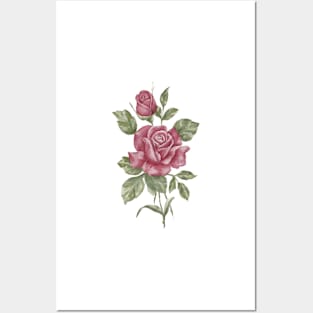 Beautiful Pink Rose Posters and Art